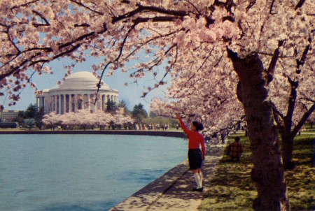 Cherry Blossoms - Our Nation's Capital