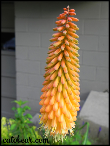 red hot poker plant